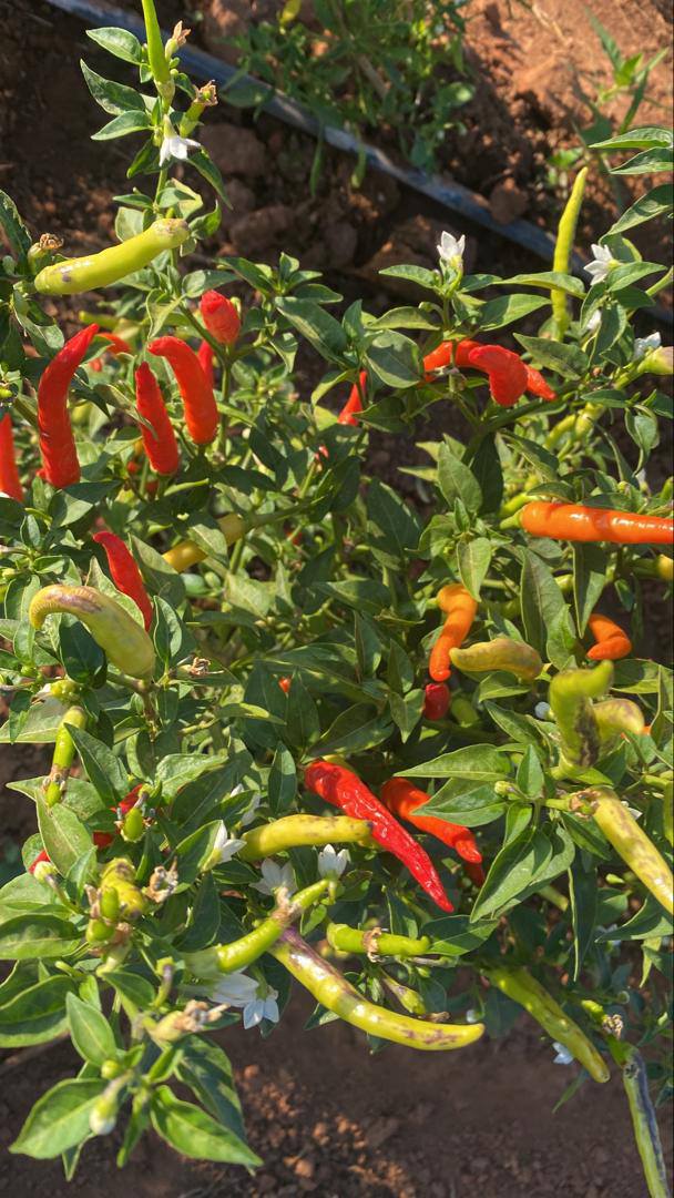 BIRD'S EYE F1 CHILLI